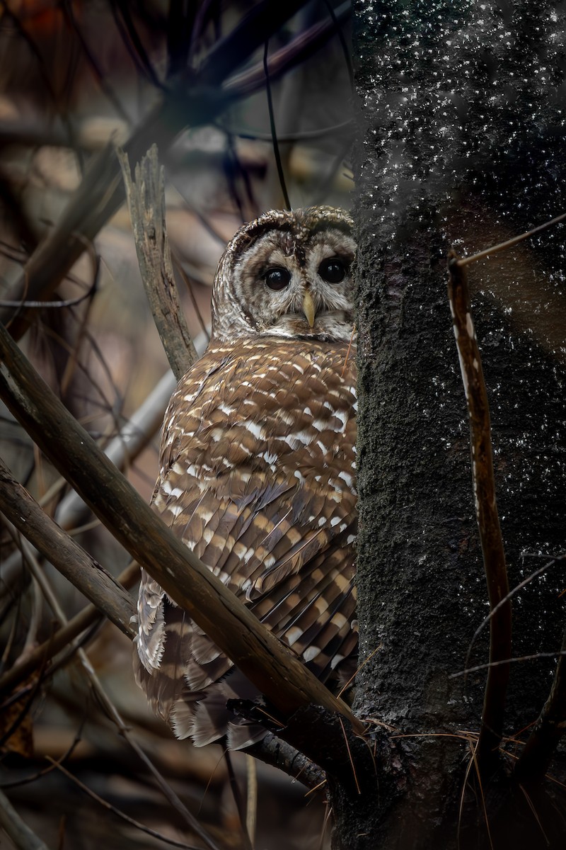 Barred Owl - ML610521444