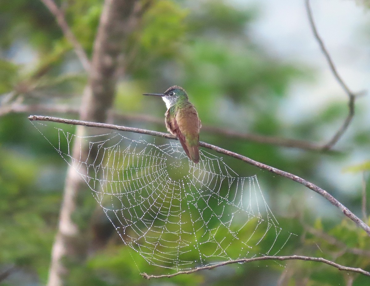Azure-crowned Hummingbird - ML610521686