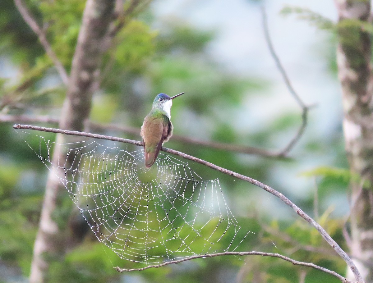 Azure-crowned Hummingbird - ML610521687