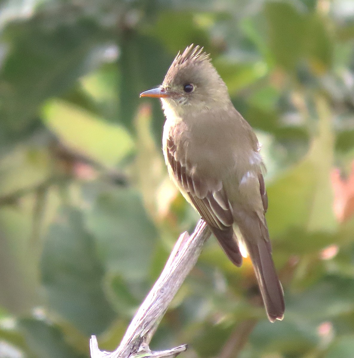 Greater Pewee - ML610521735