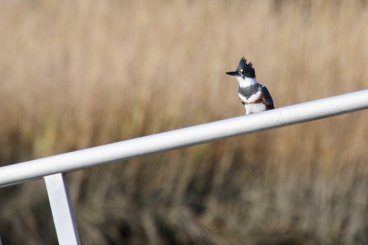 Belted Kingfisher - ML610522070
