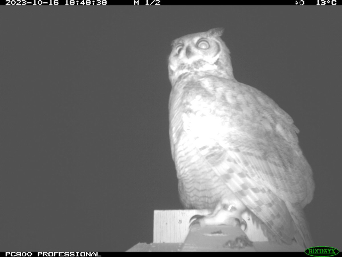 Great Horned Owl - ML610522213