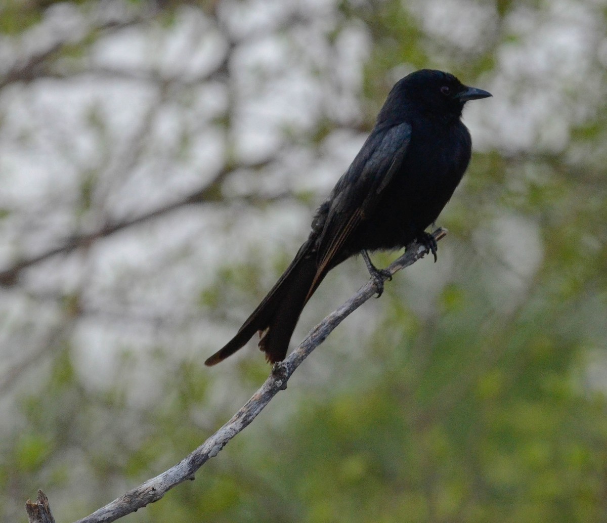 Fork-tailed Drongo - ML610523217