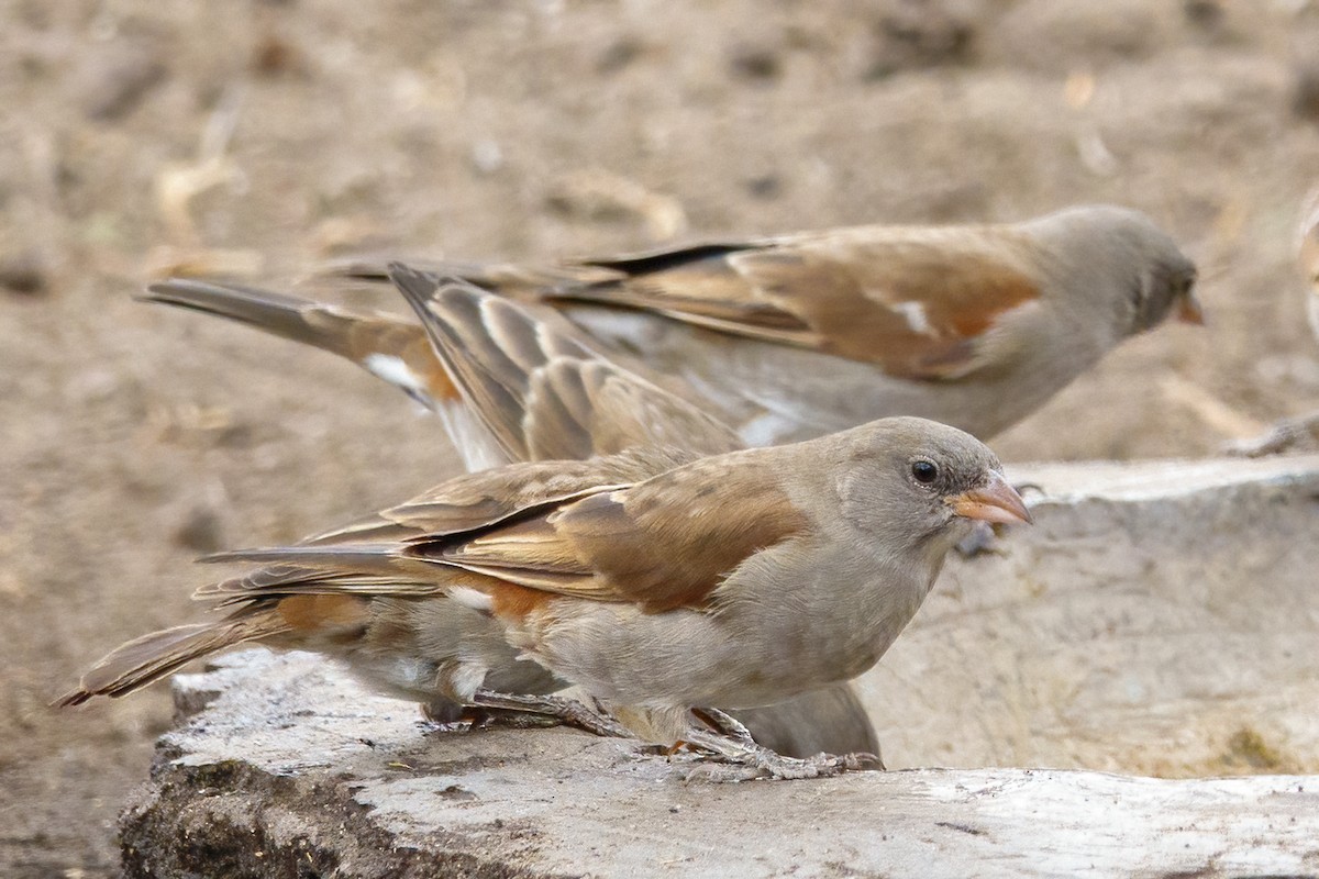 Swahili Sparrow - ML610523329