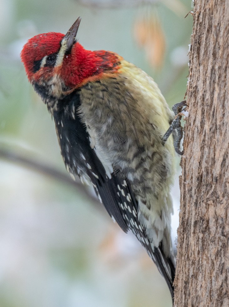Red-naped x Red-breasted Sapsucker (hybrid) - ML610523421
