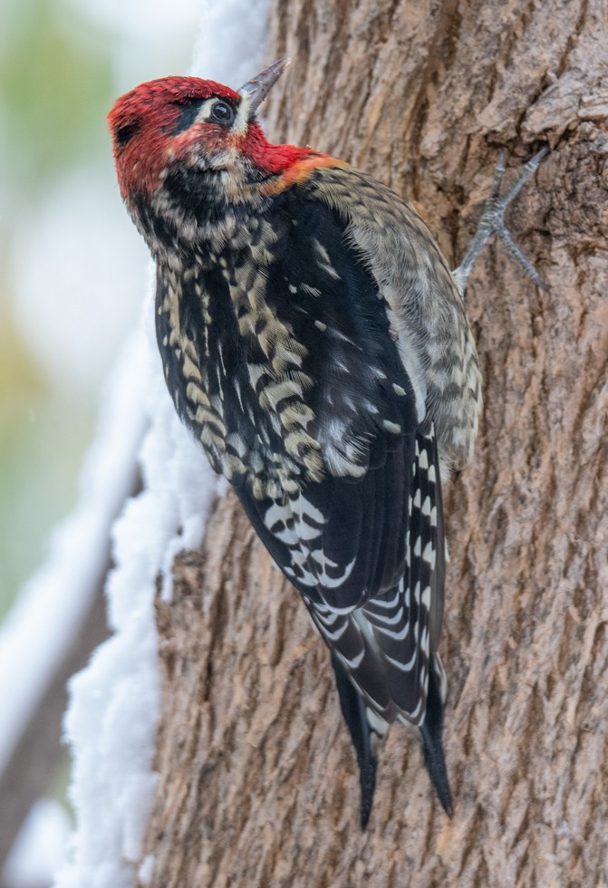 Red-naped x Red-breasted Sapsucker (hybrid) - ML610523422