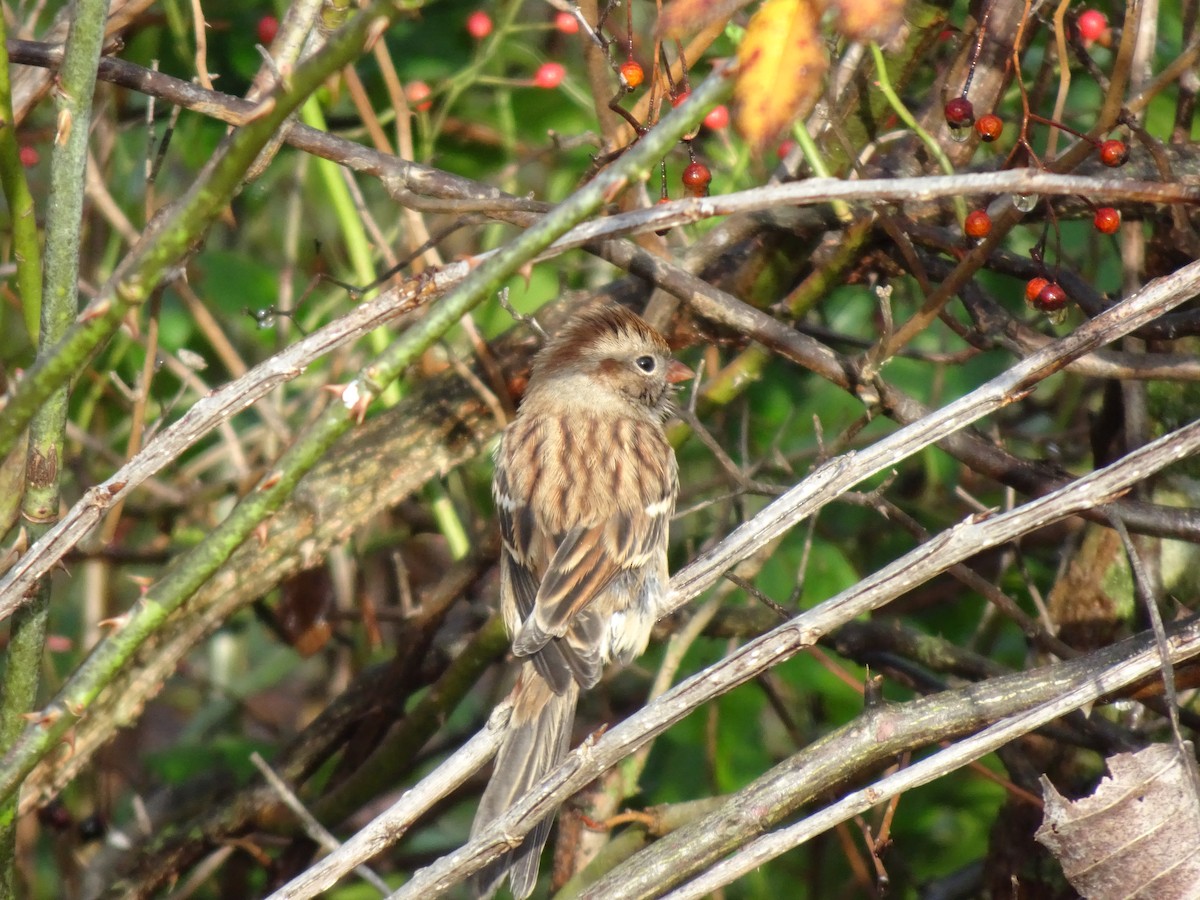 Field Sparrow - ML610523492