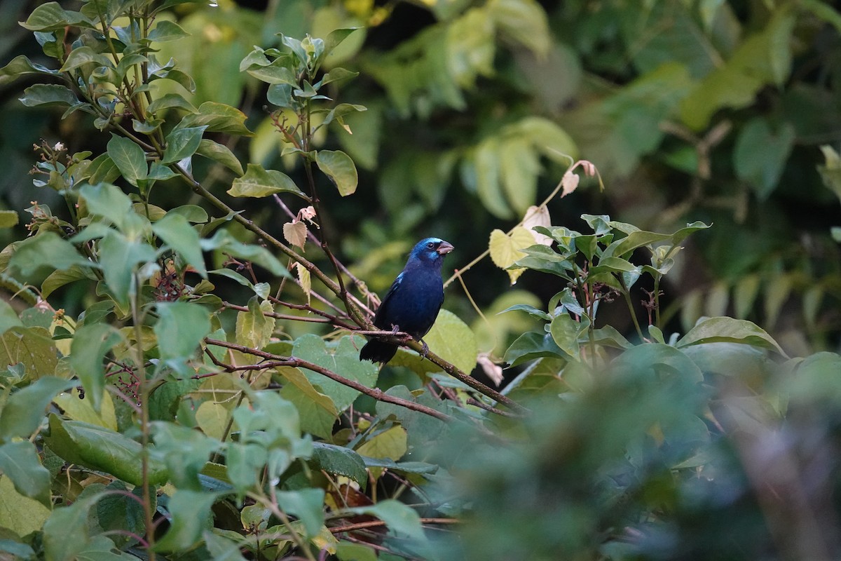 Blue Bunting (Middle America) - ML610523533
