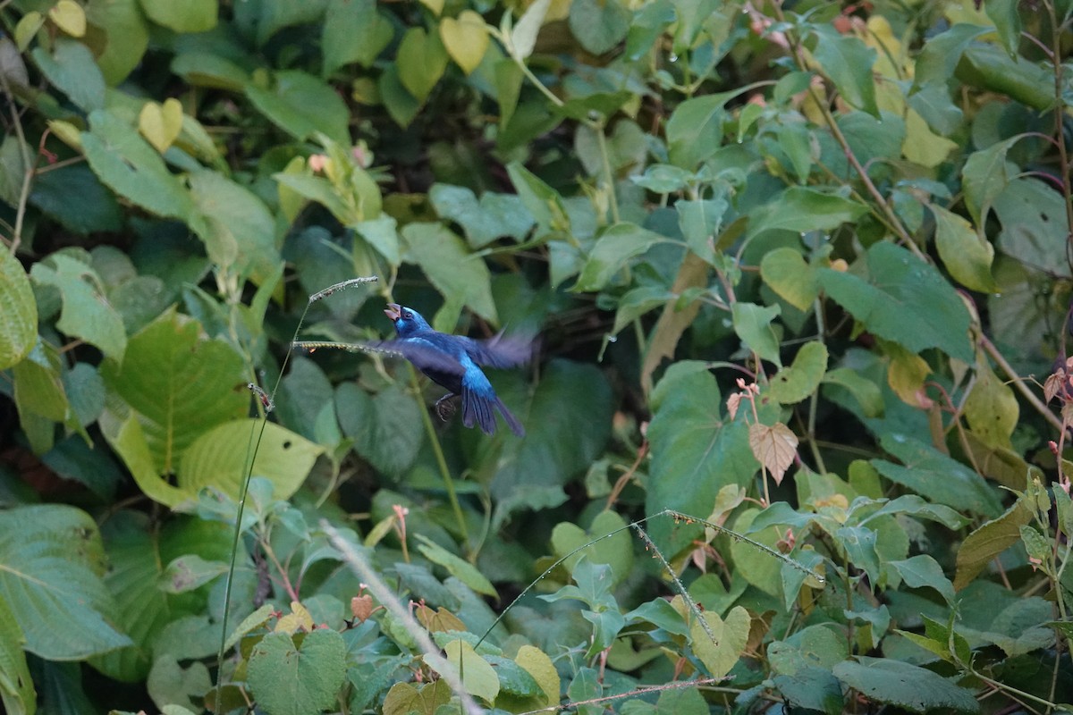 Blue Bunting (Middle America) - ML610523534