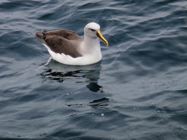 Buller's Albatross - Birdline Australia