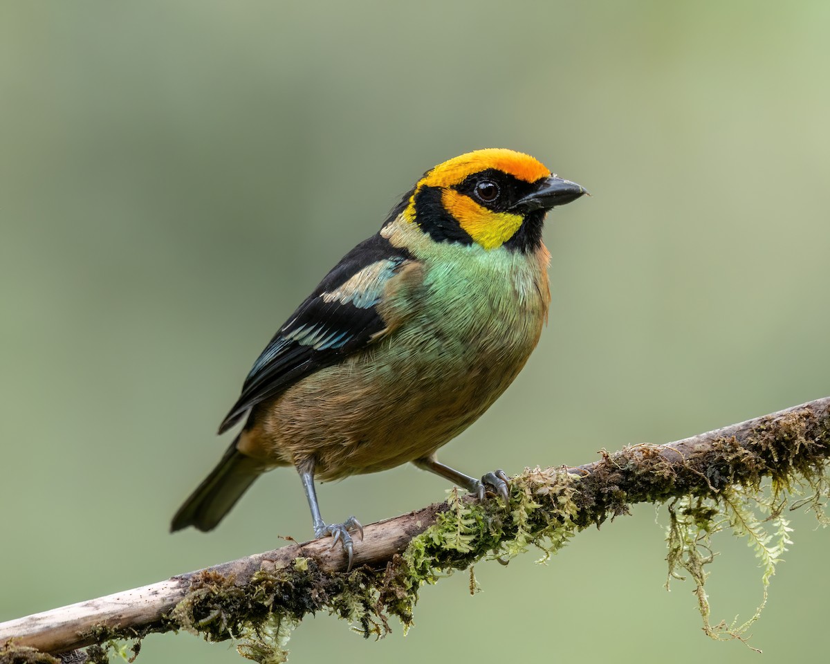 Flame-faced Tanager (Yellow-faced) - ML610523999