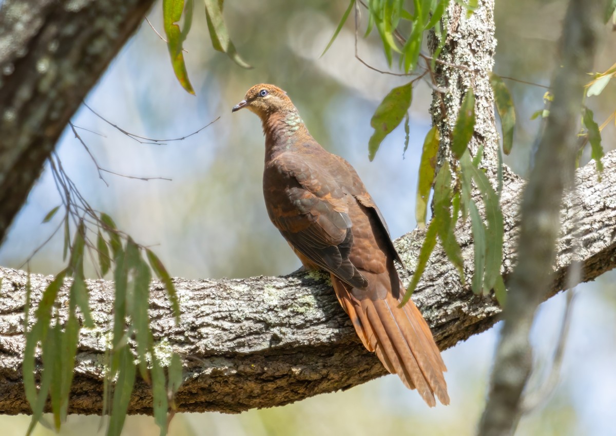 Brown Cuckoo-Dove - ML610524170