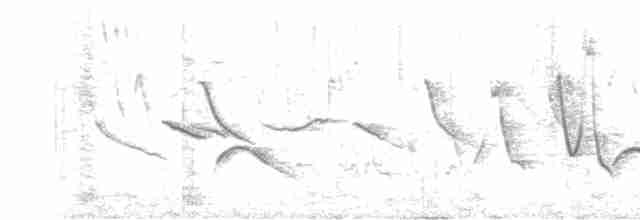 Élénie à cimier blanc (chilensis) - ML610524573