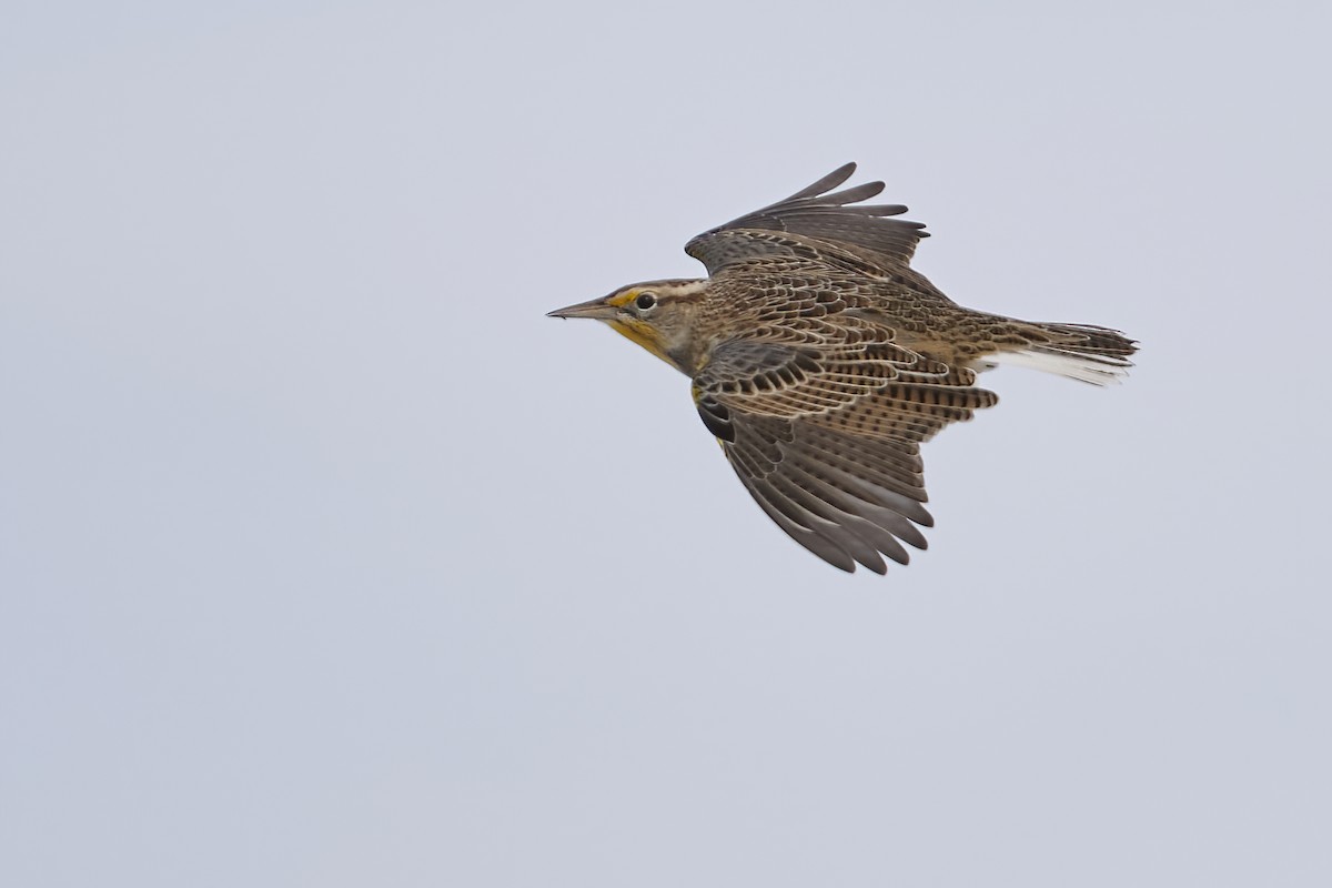 eBird Checklist 29 Oct 2023 23642398 500th Street, Albert City, Iowa, US (42.792, 94.936