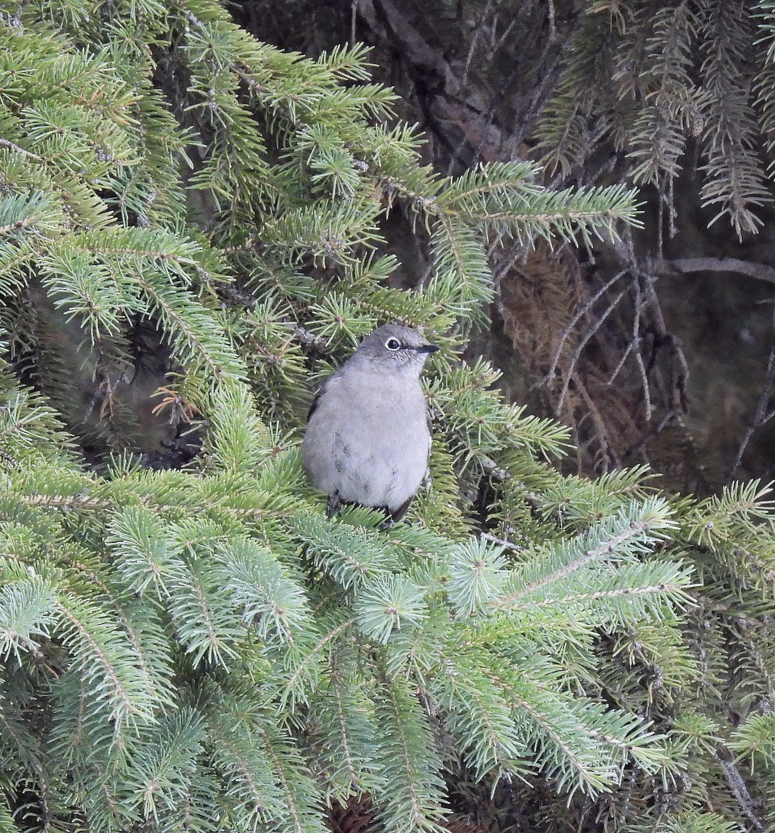 Townsend's Solitaire - ML610525163