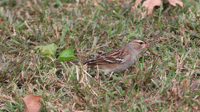 White-crowned Sparrow - ML610525398