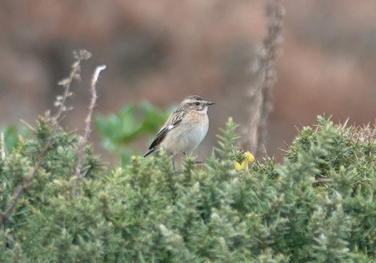 Whinchat - ML610525533