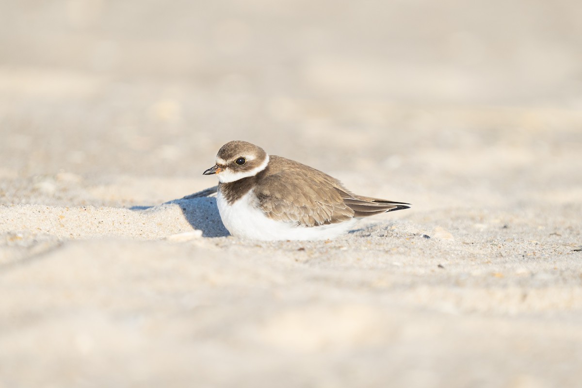 Semipalmated Plover - ML610525595