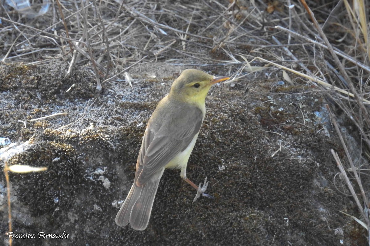 Melodious Warbler - ML61052561