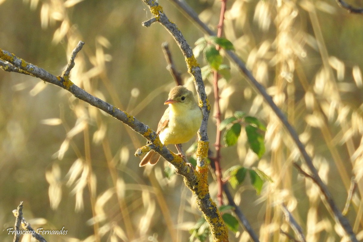 Melodious Warbler - ML61052581