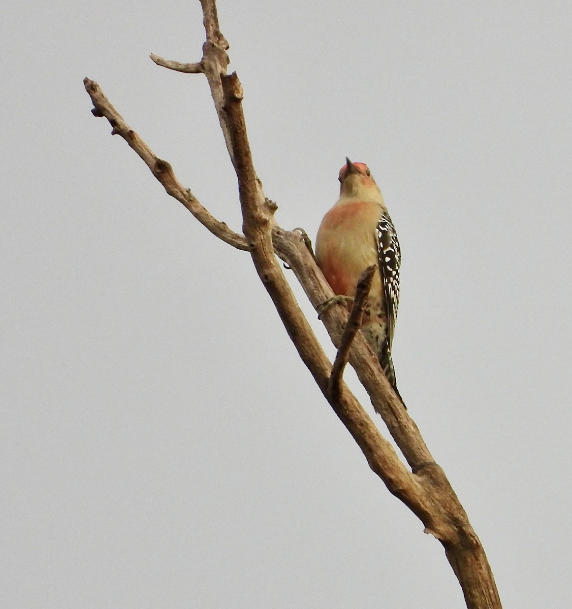Red-bellied Woodpecker - ML610526448