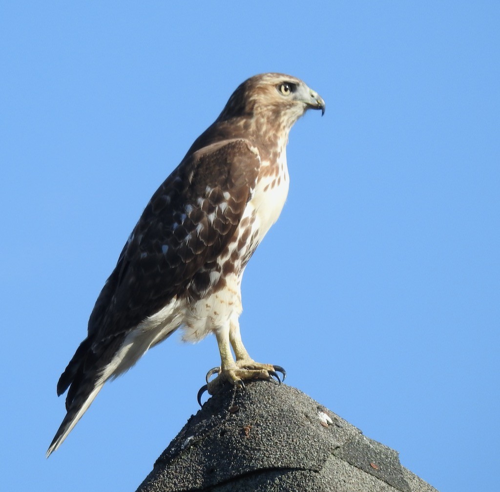 Red-tailed Hawk - ML610526702
