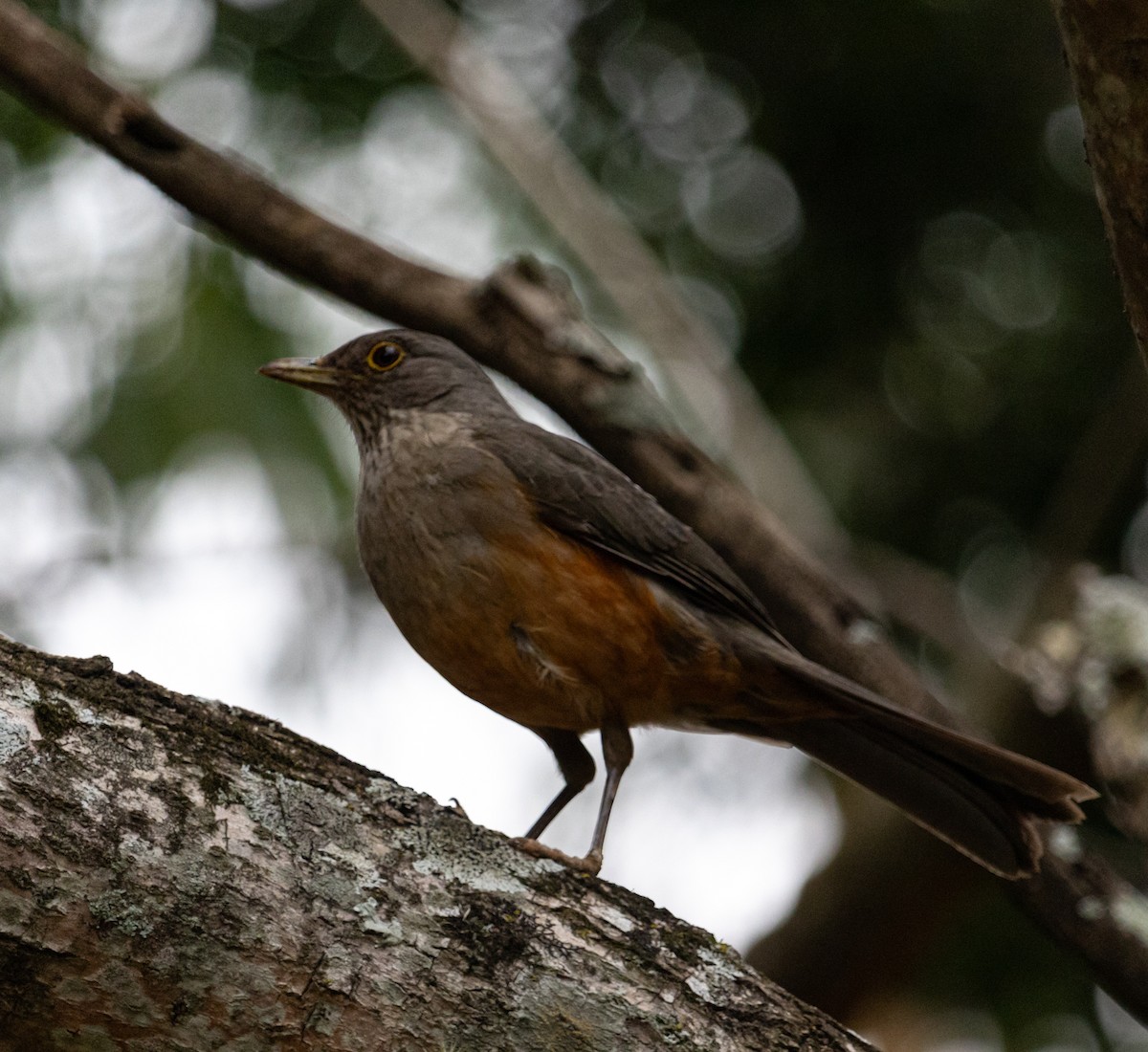 Rufous-bellied Thrush - Marcelo Rodrigues