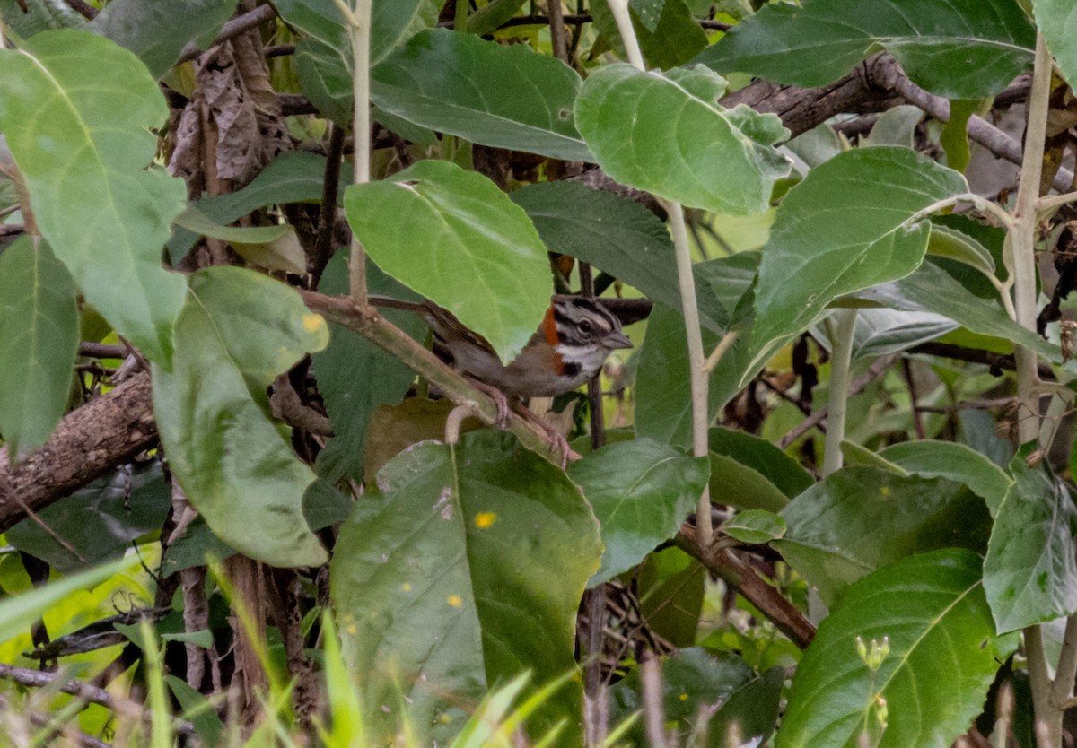 Rufous-collared Sparrow - ML610526719