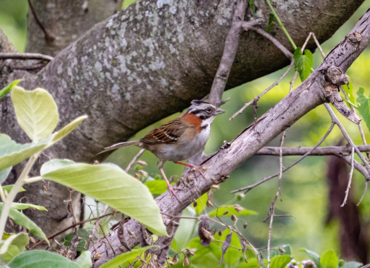 Rufous-collared Sparrow - Marcelo Rodrigues