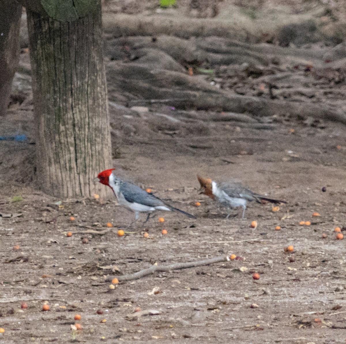 Red-crested Cardinal - ML610526745