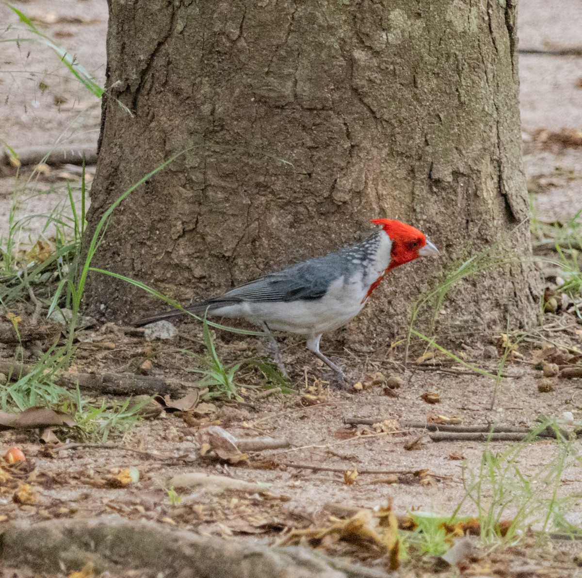 Red-crested Cardinal - ML610526747