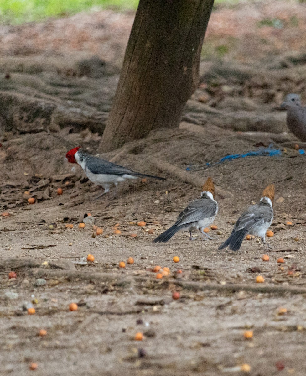 Red-crested Cardinal - ML610526749