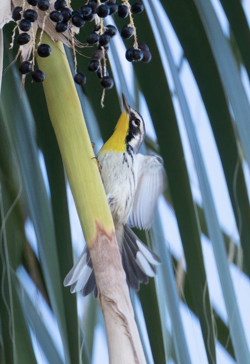Yellow-throated Warbler - ML610526920