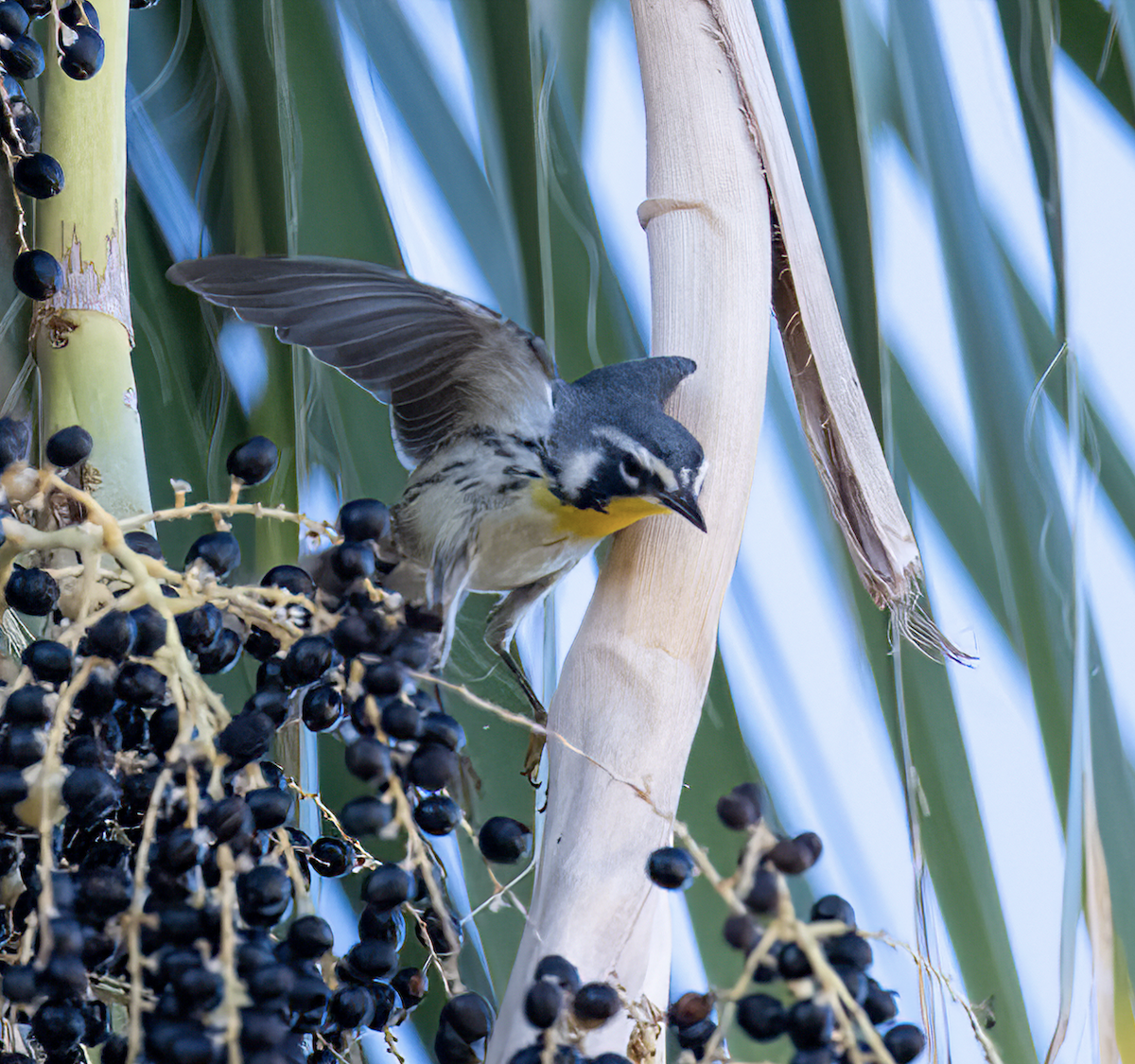 Yellow-throated Warbler - ML610527019