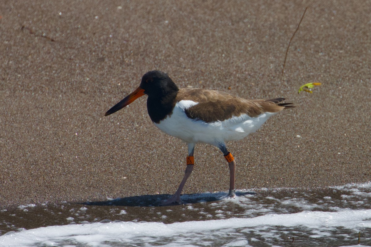 eBird Checklist - 28 Oct 2023 - Playa Punta Condega - 28 species (+2 ...