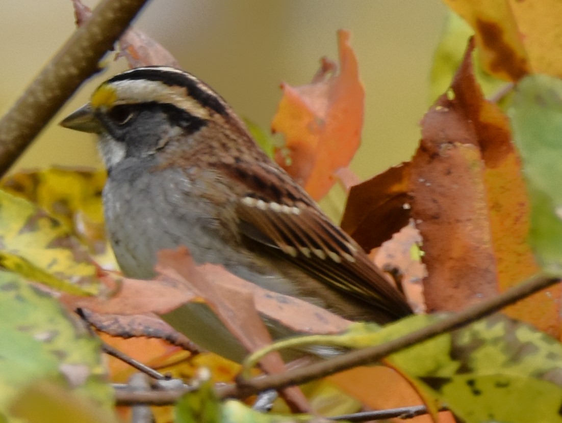 White-throated Sparrow - ML610527885