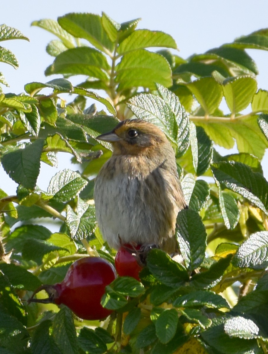 Nelson's Sparrow - Jada Fitch