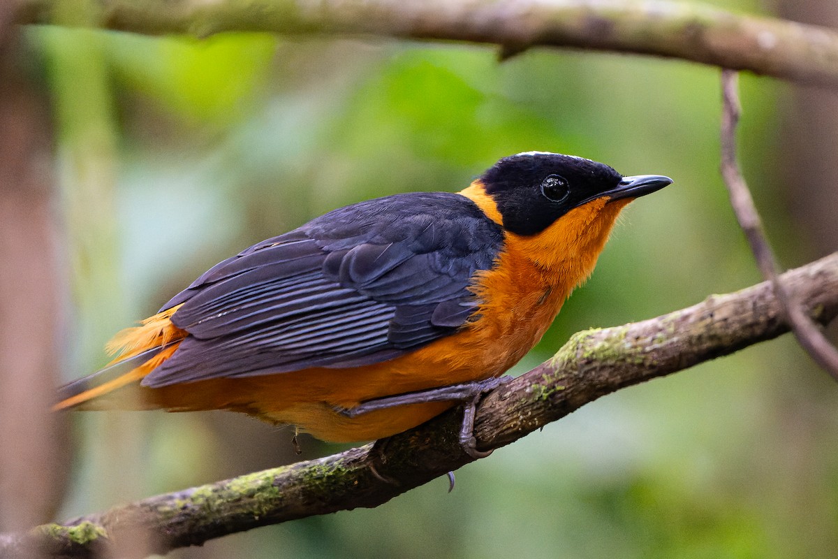 Snowy-crowned Robin-Chat - ML610528434