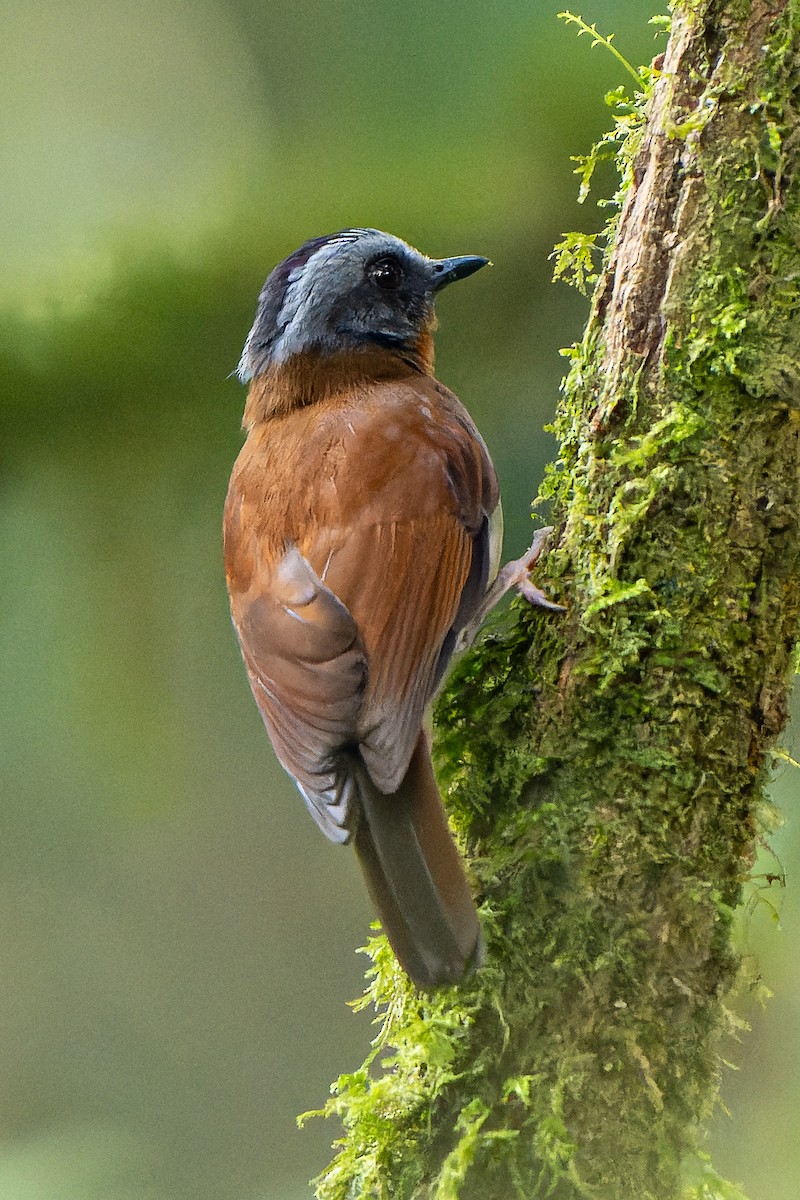 Red-throated Alethe - William Hemstrom