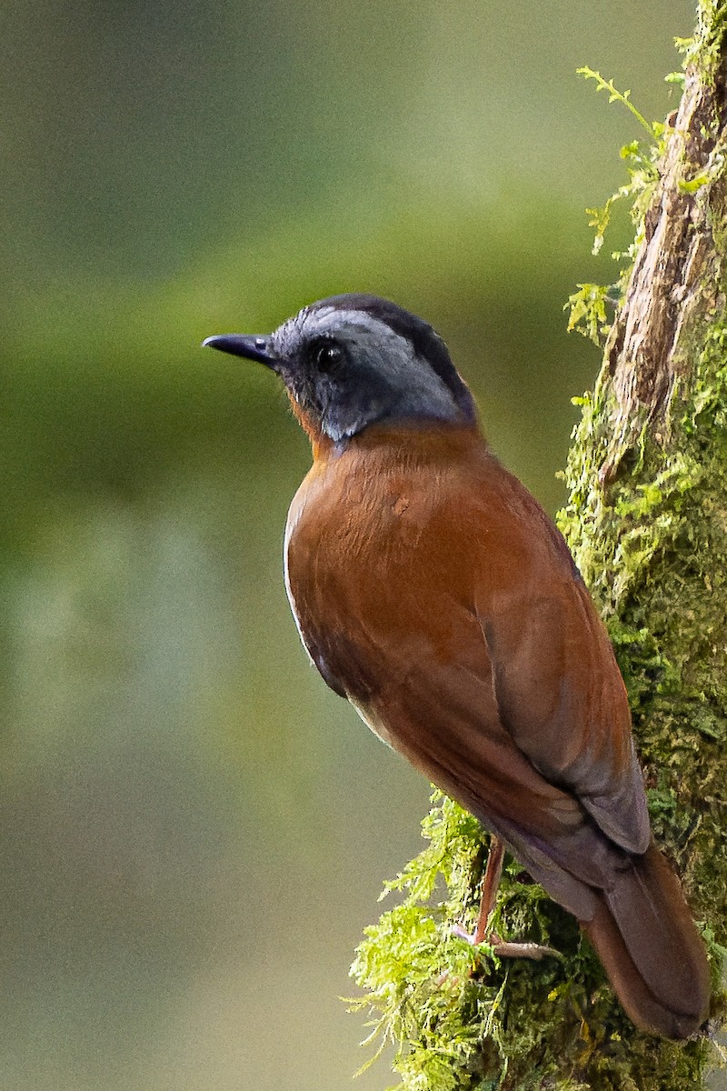 Red-throated Alethe - William Hemstrom