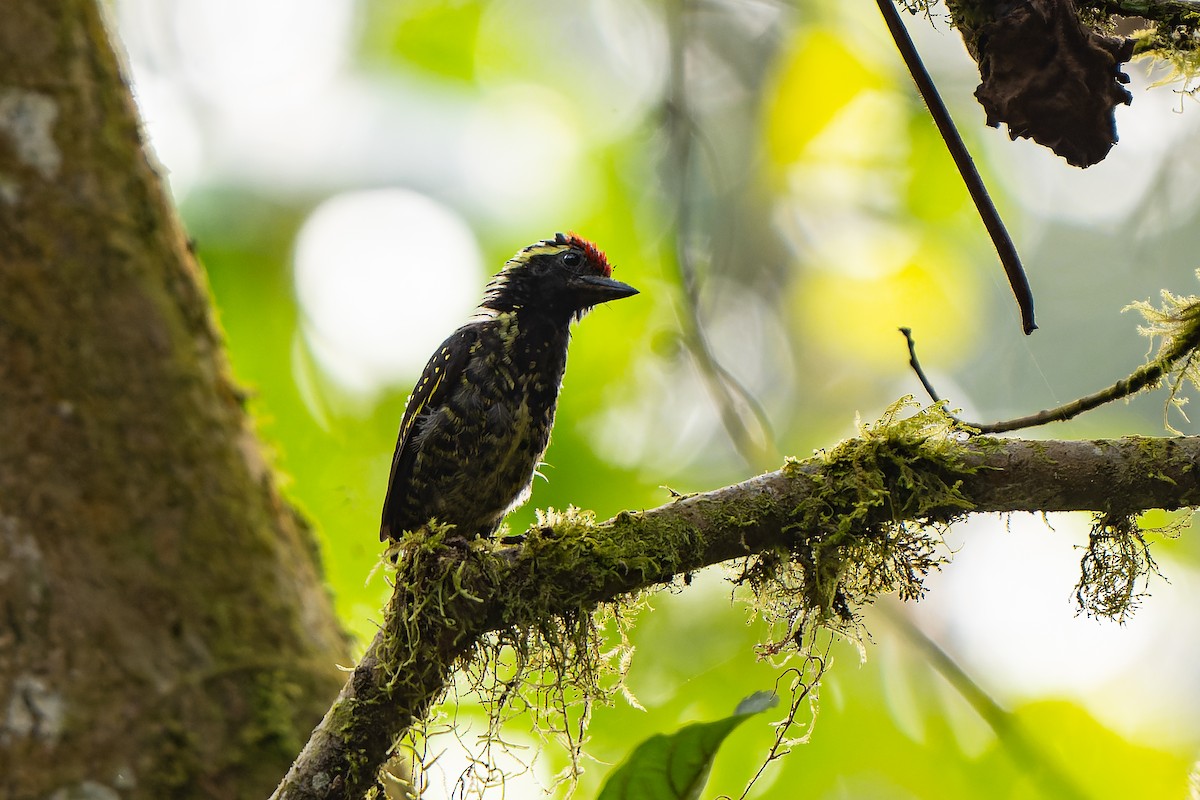 Yellow-spotted Barbet - ML610528598