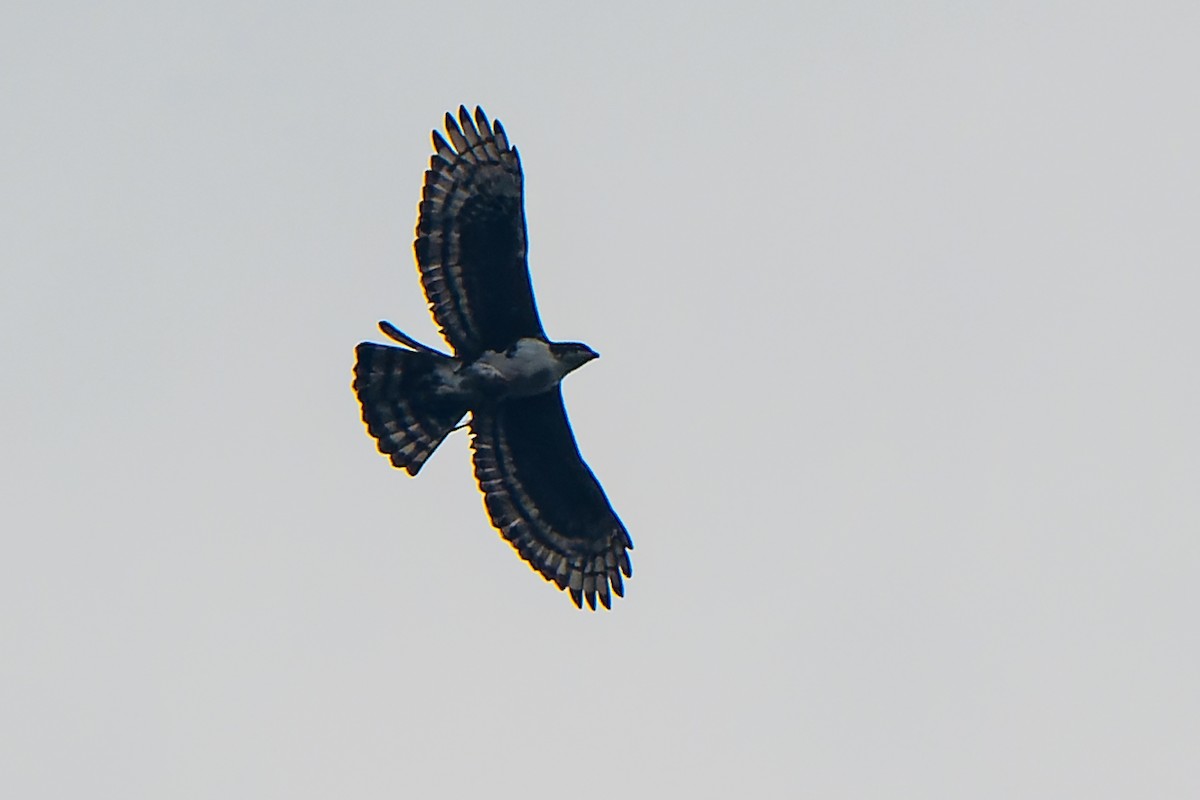 Cassin's Hawk-Eagle - William Hemstrom