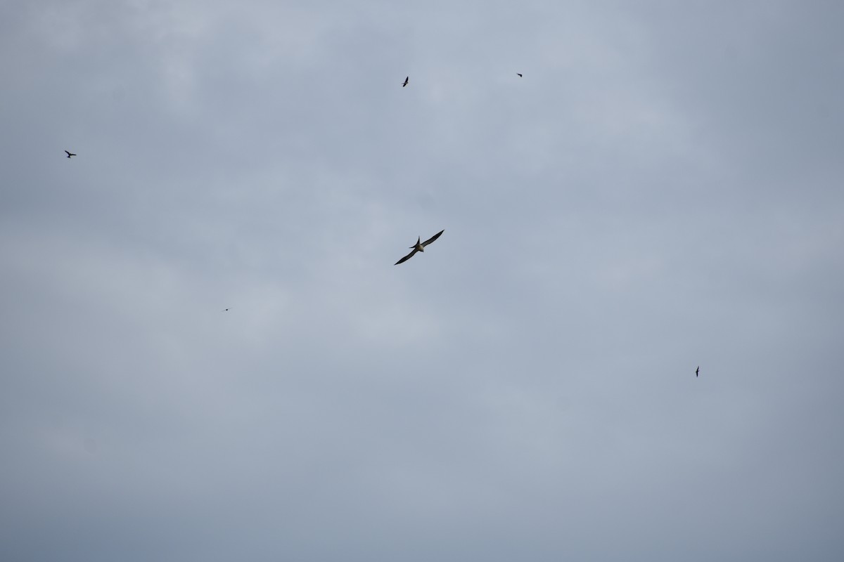 Swallow-tailed Kite - ML610528737