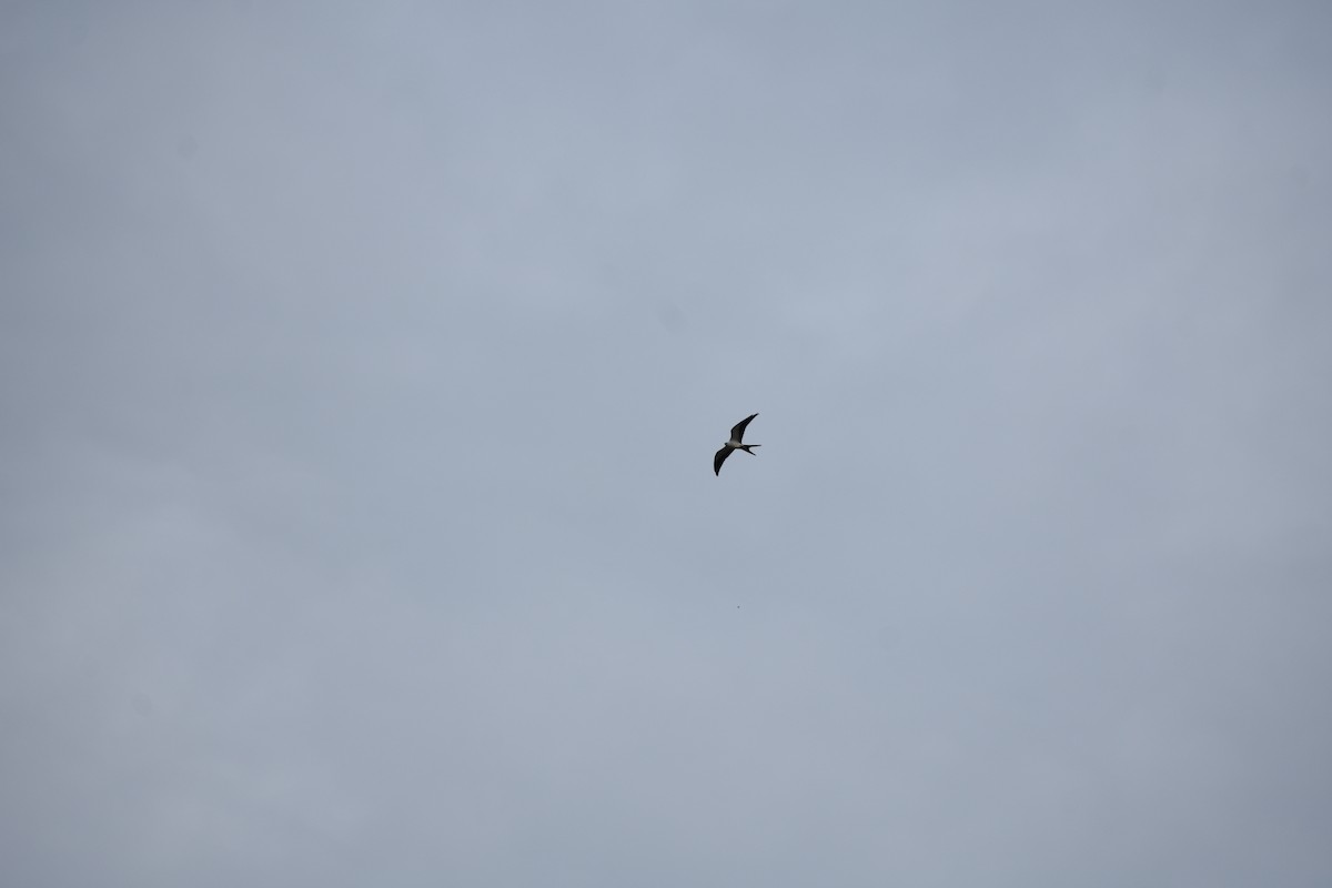 Swallow-tailed Kite - ML610528738