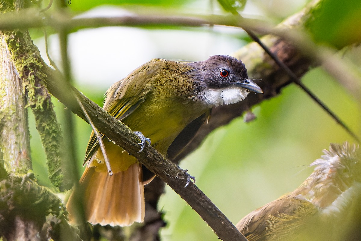 Red-tailed Greenbul - ML610528792