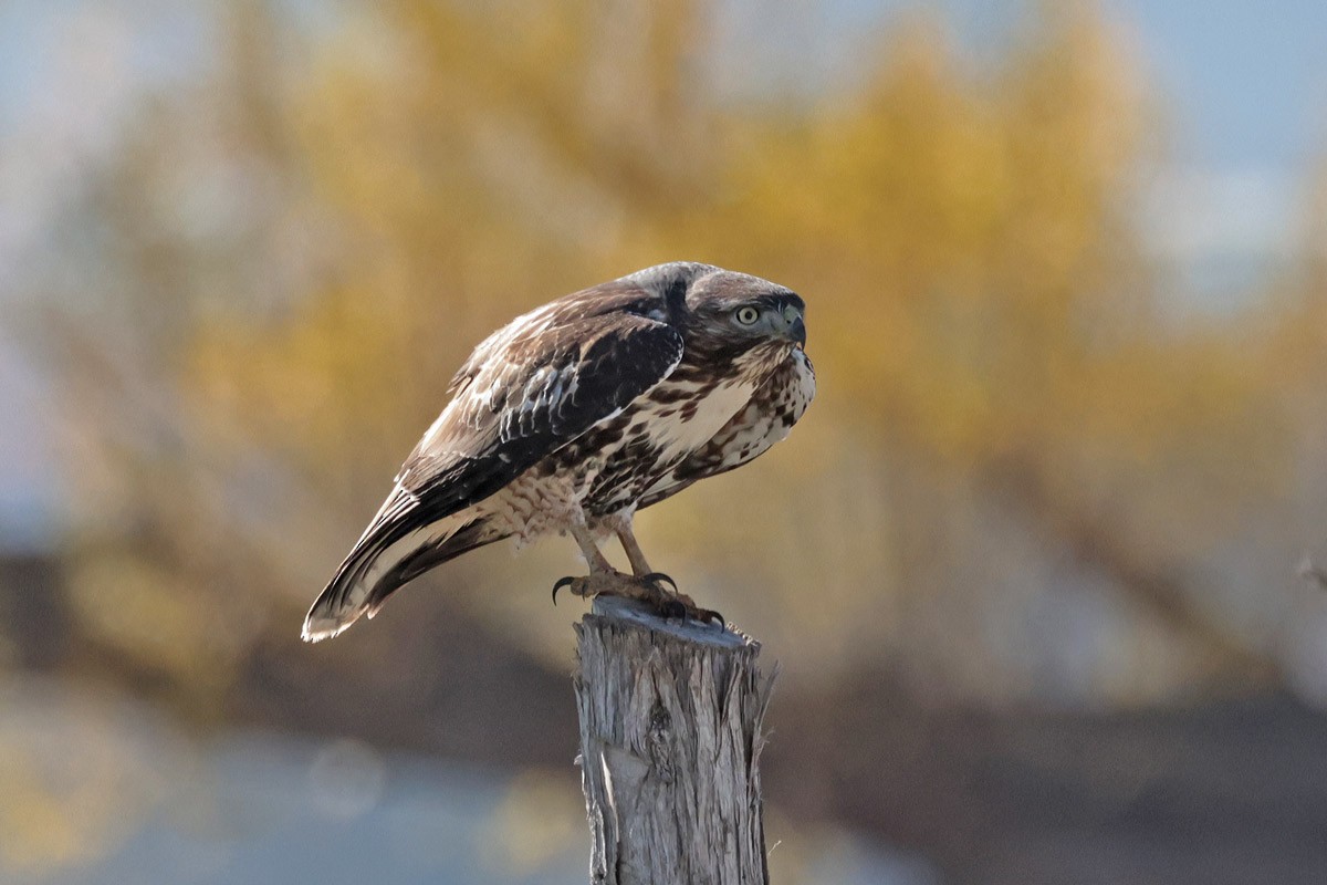 Red-tailed Hawk - Margaret Sloan