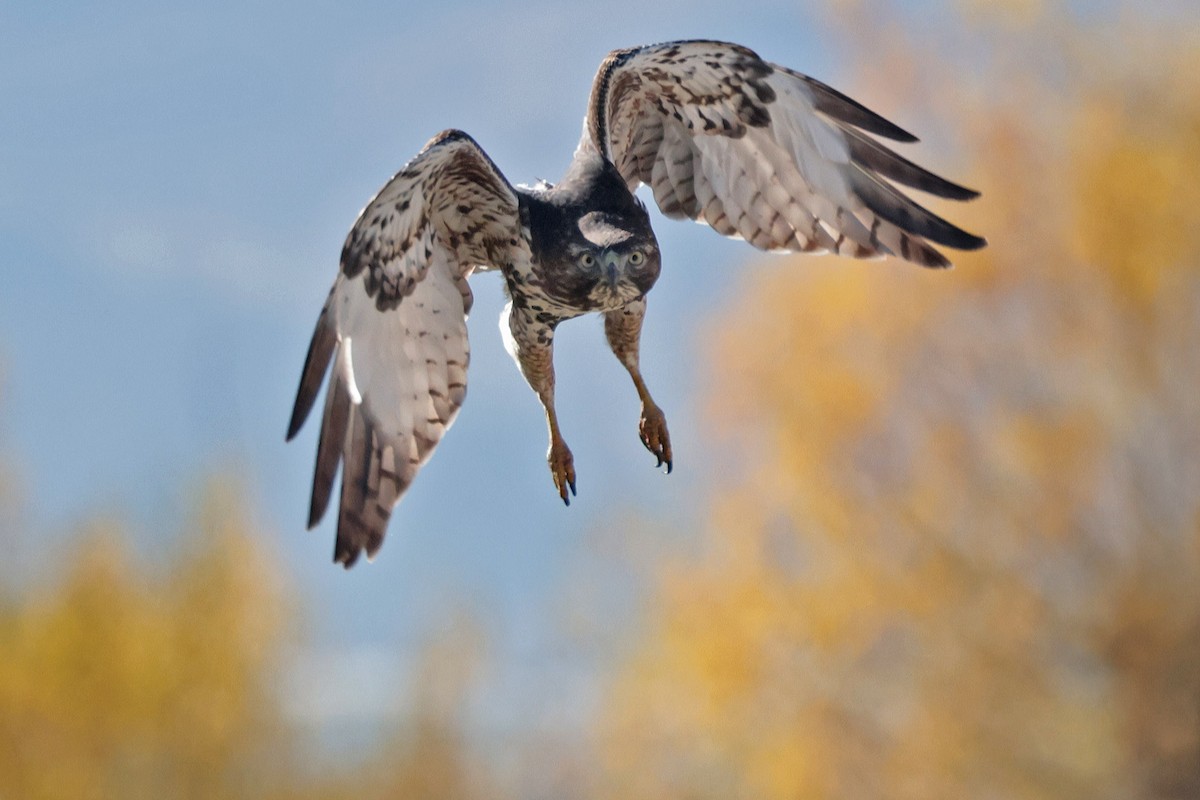 Red-tailed Hawk - ML610528985