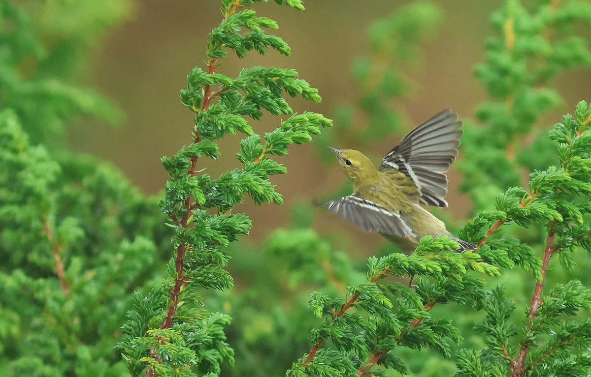 Bay-breasted Warbler - ML610529287