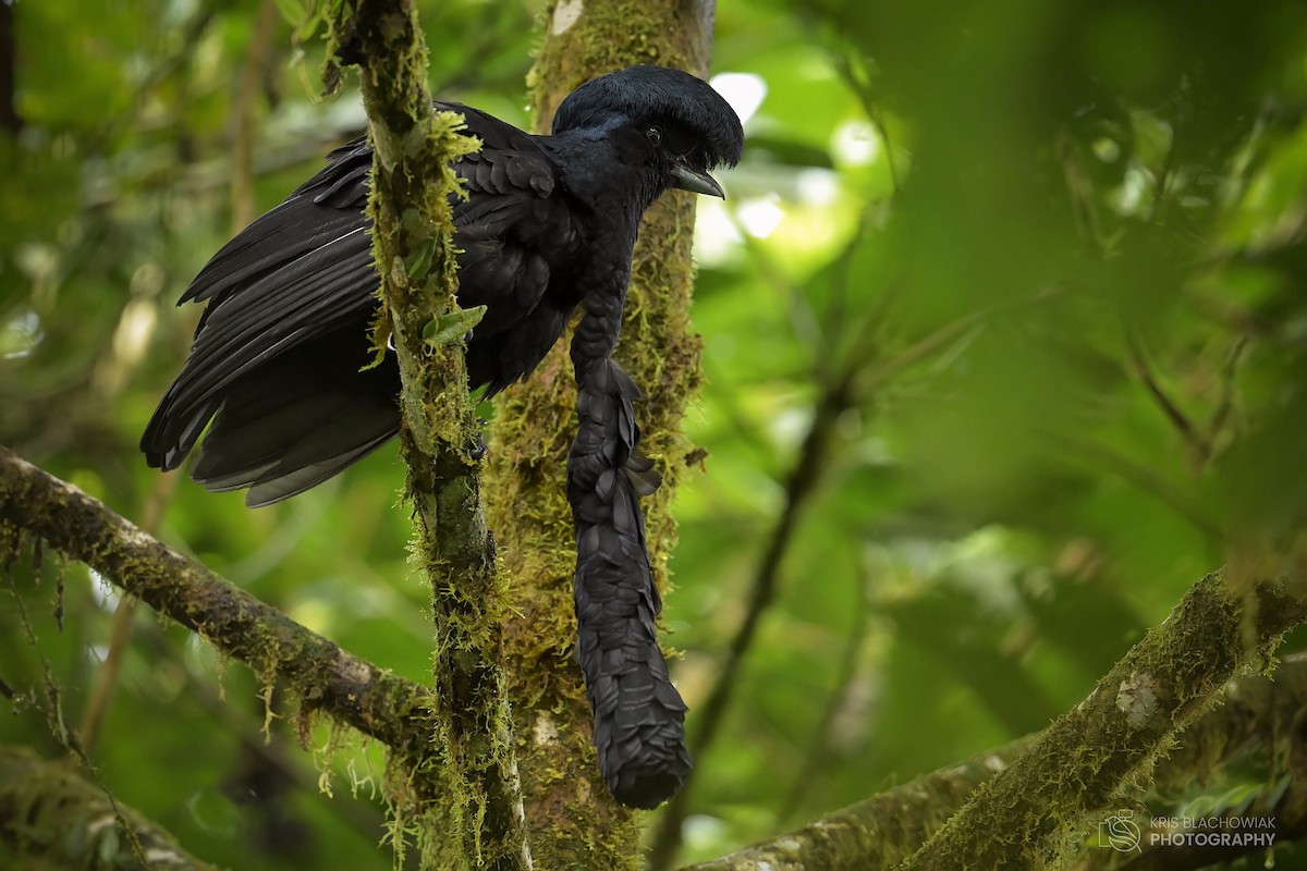 Эквадорская зонтичная птица - ML610529359