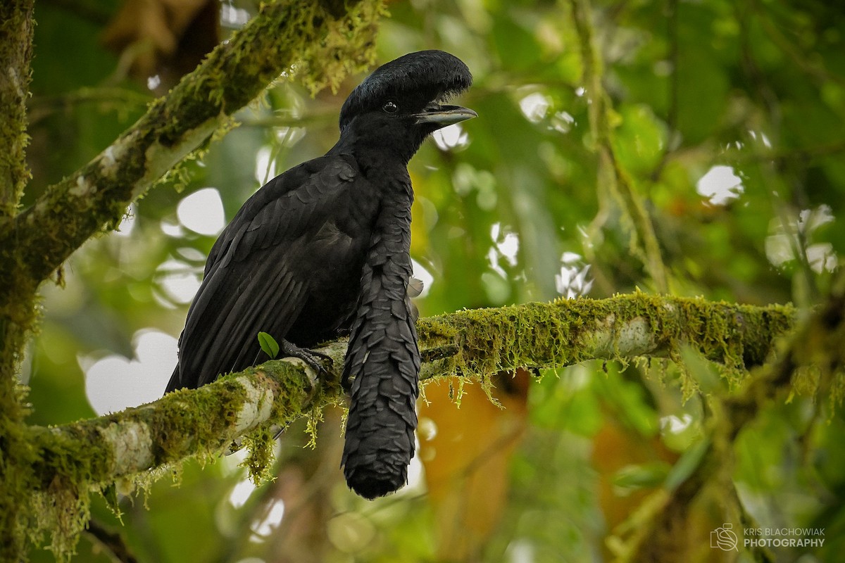 Эквадорская зонтичная птица - ML610529361